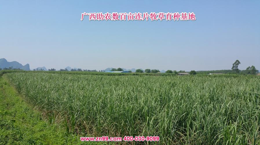 生态循环一条龙服务 从专业种植到资源循环利用的全链条技术咨询